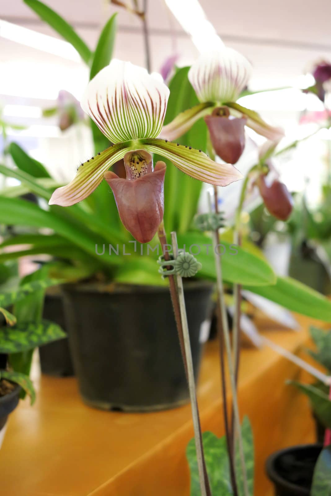 brown orchids , beautiful orchids blooms  in  flowerpot