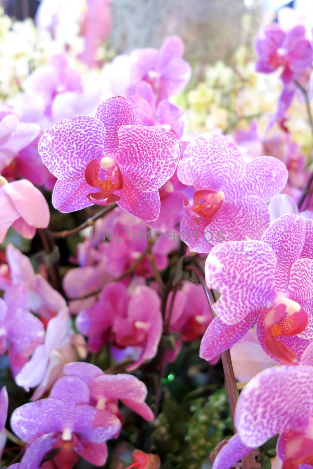 Close up of beautiful purple orchids blooms in garden