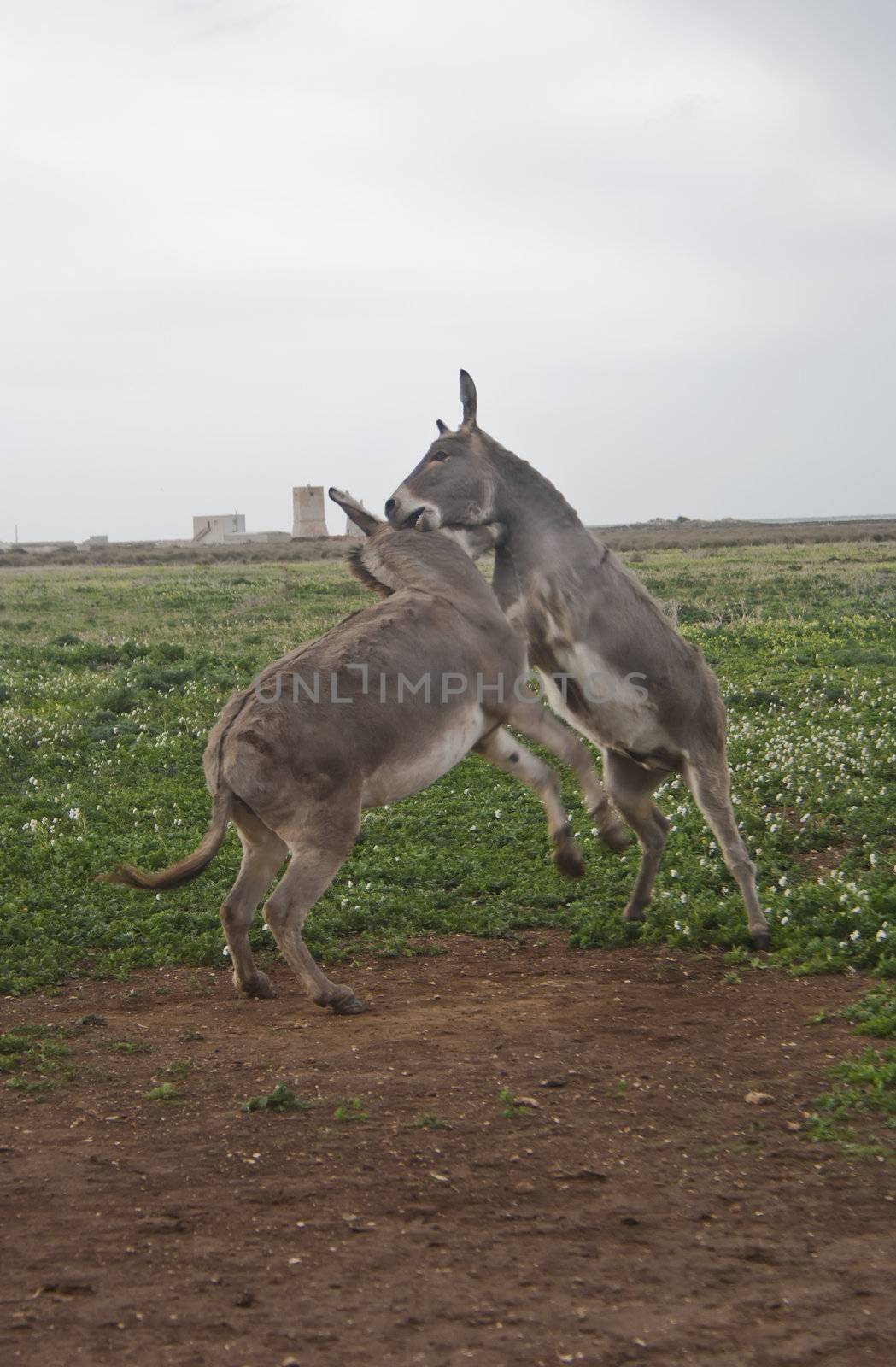 struggle between two donkeys with surrounding green
