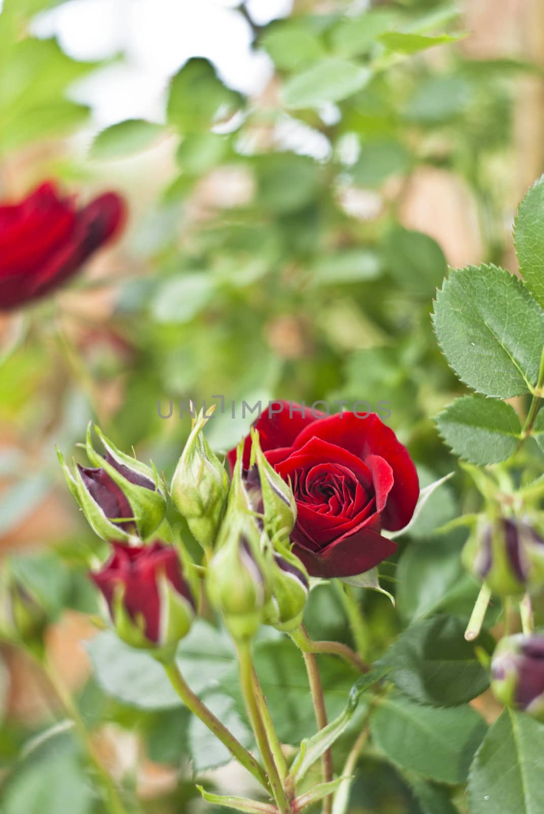 Red rosebud in the garden by gandolfocannatella