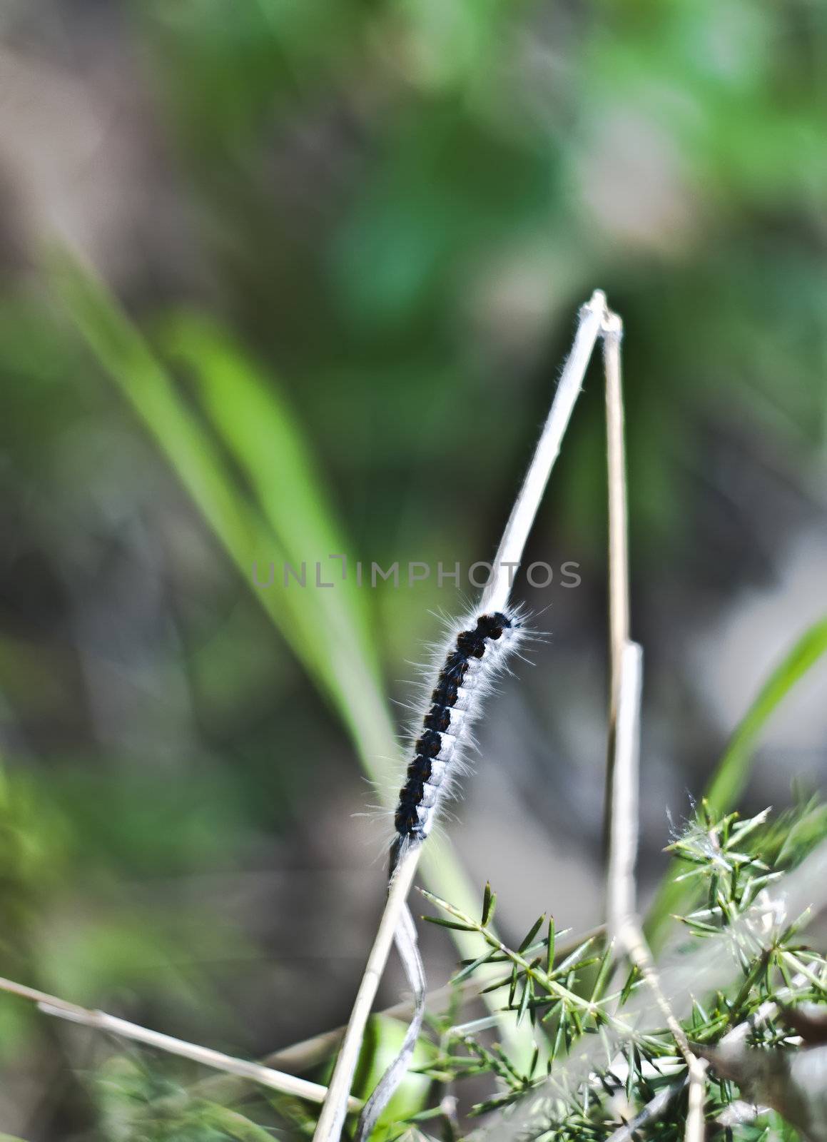 closeup of moth caterpillar by gandolfocannatella