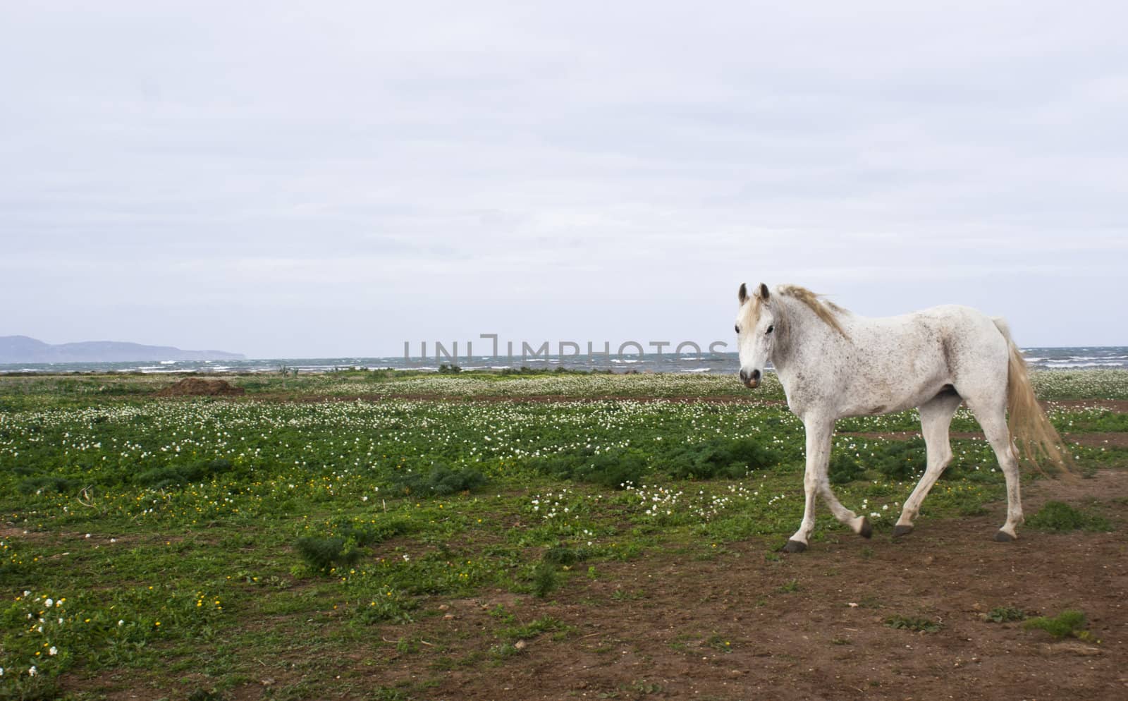 white horse with ocean background