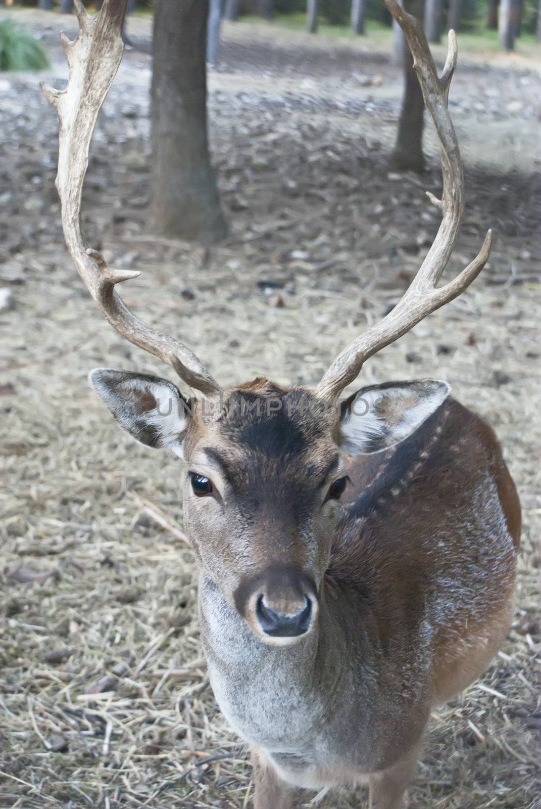 Portrait of majestic powerful adult red deer stag in Autumn Fall forest