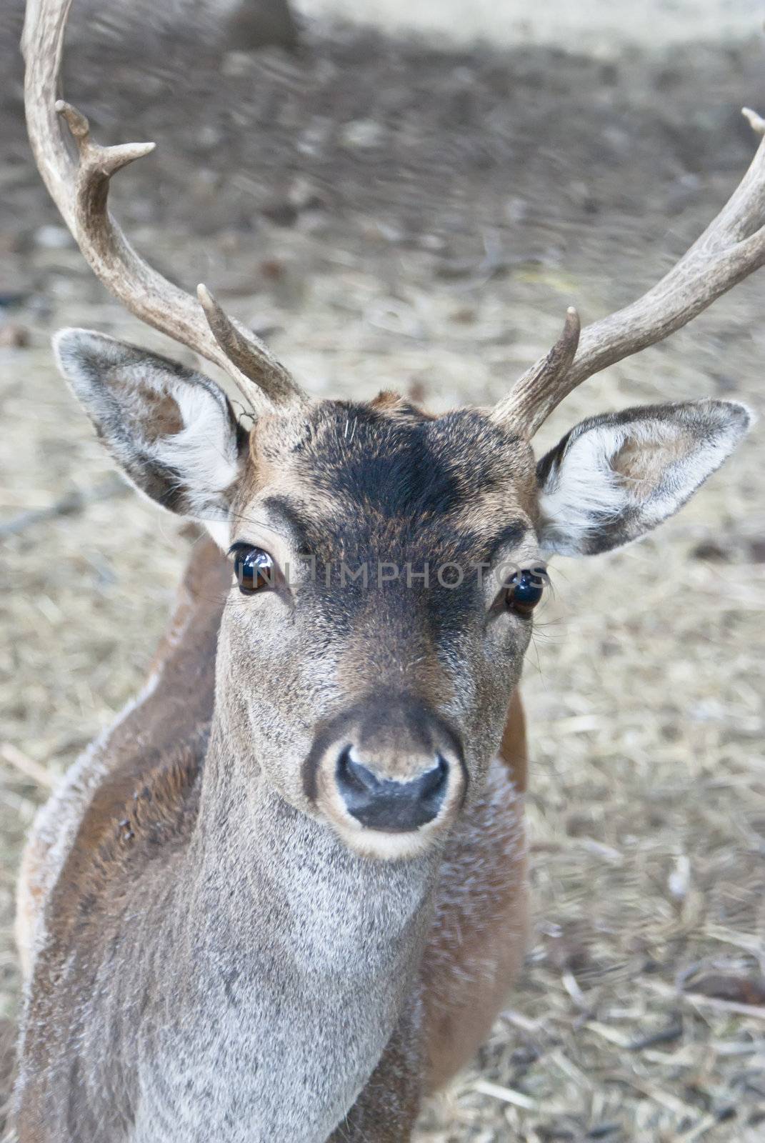 deer in forest closeup by gandolfocannatella
