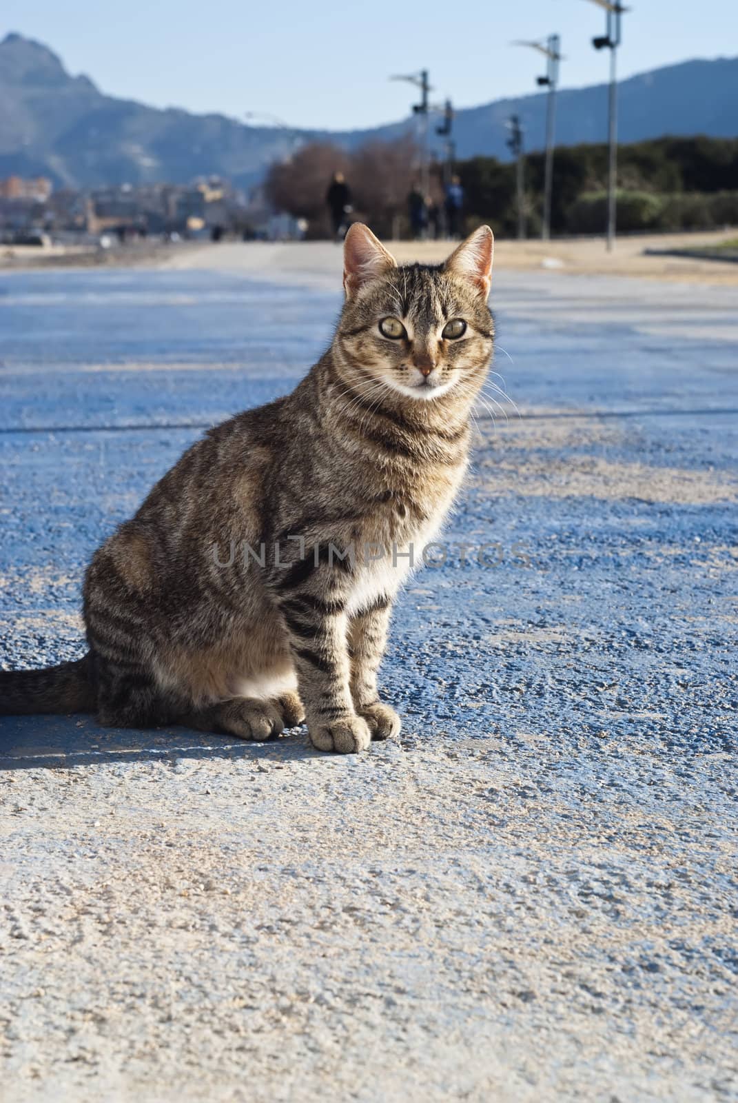 beautiful stray cat on the road with mountains in the background