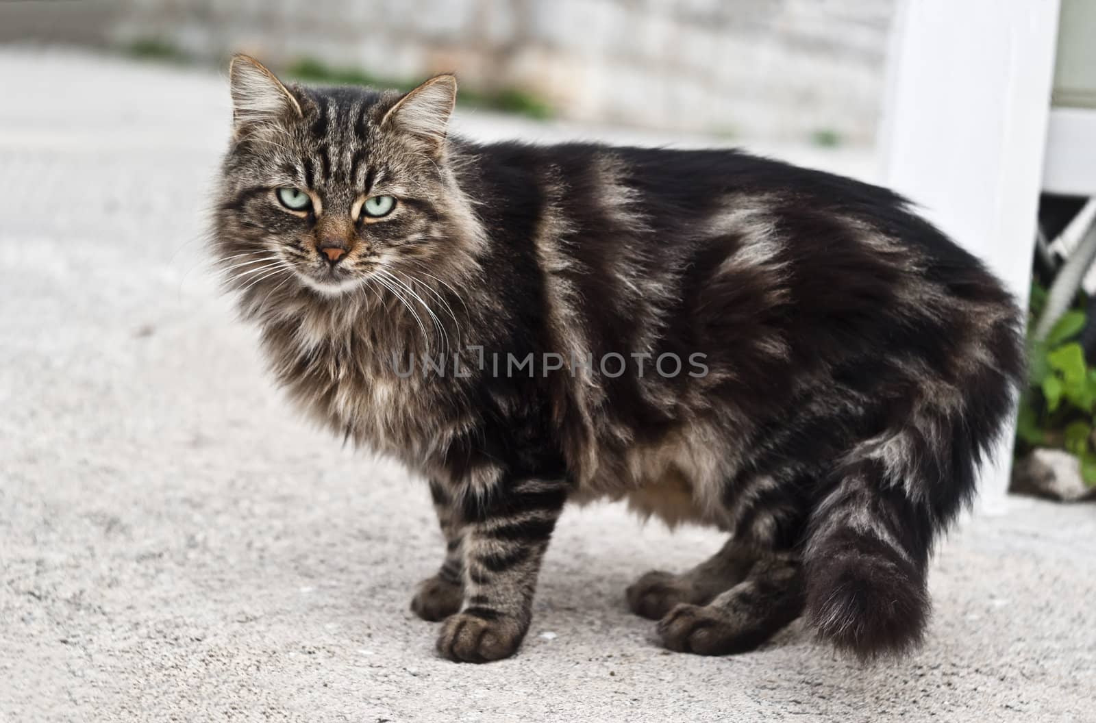 beautiful  cat with green eyes on the road