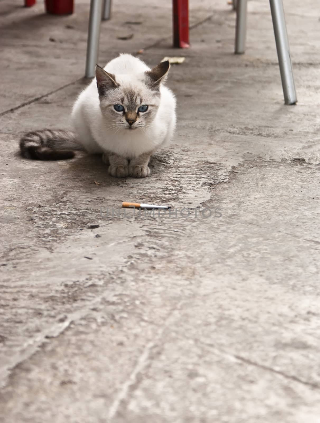 cat with cigarette by gandolfocannatella