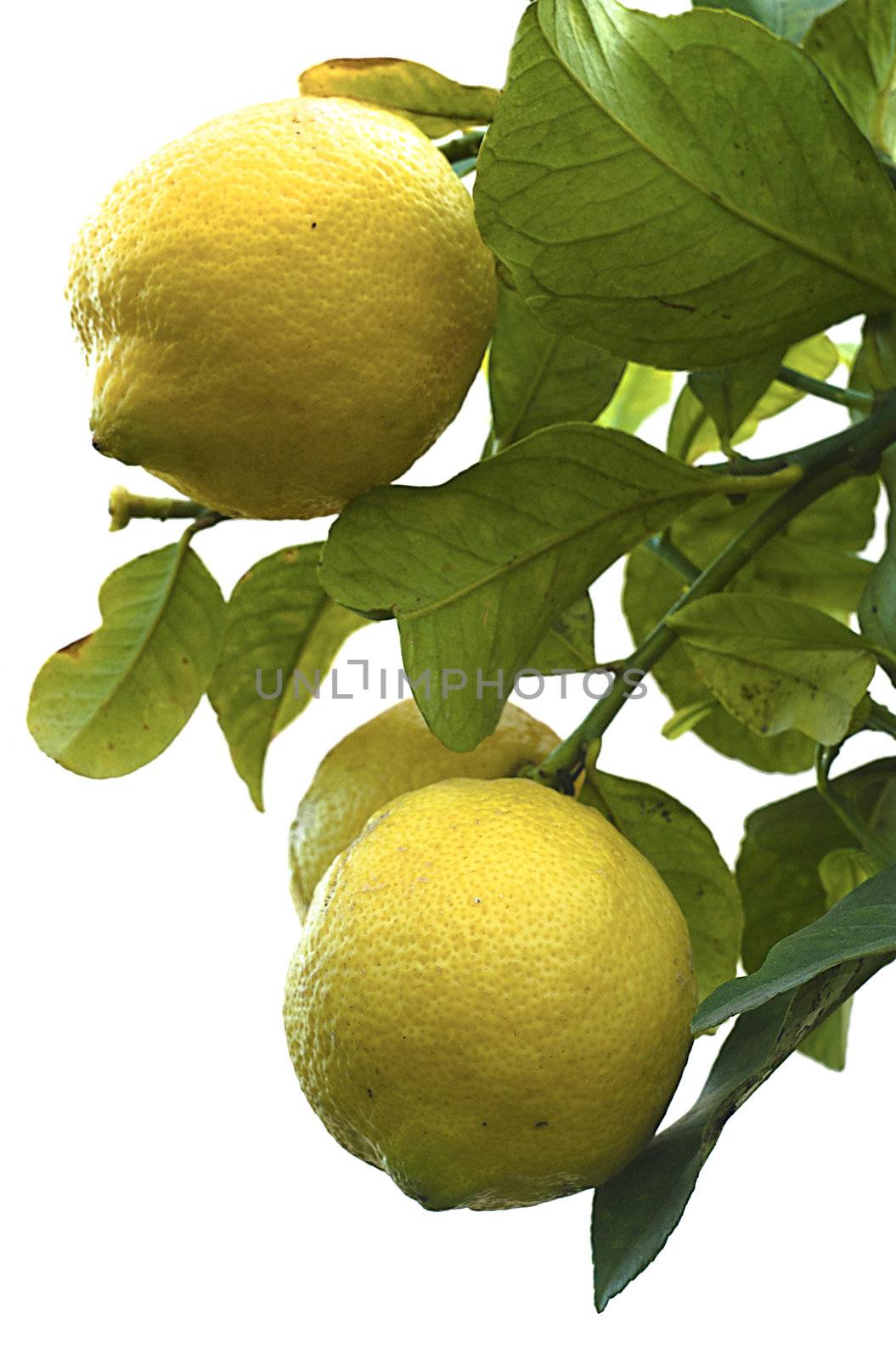 Lemons tree on the branch.