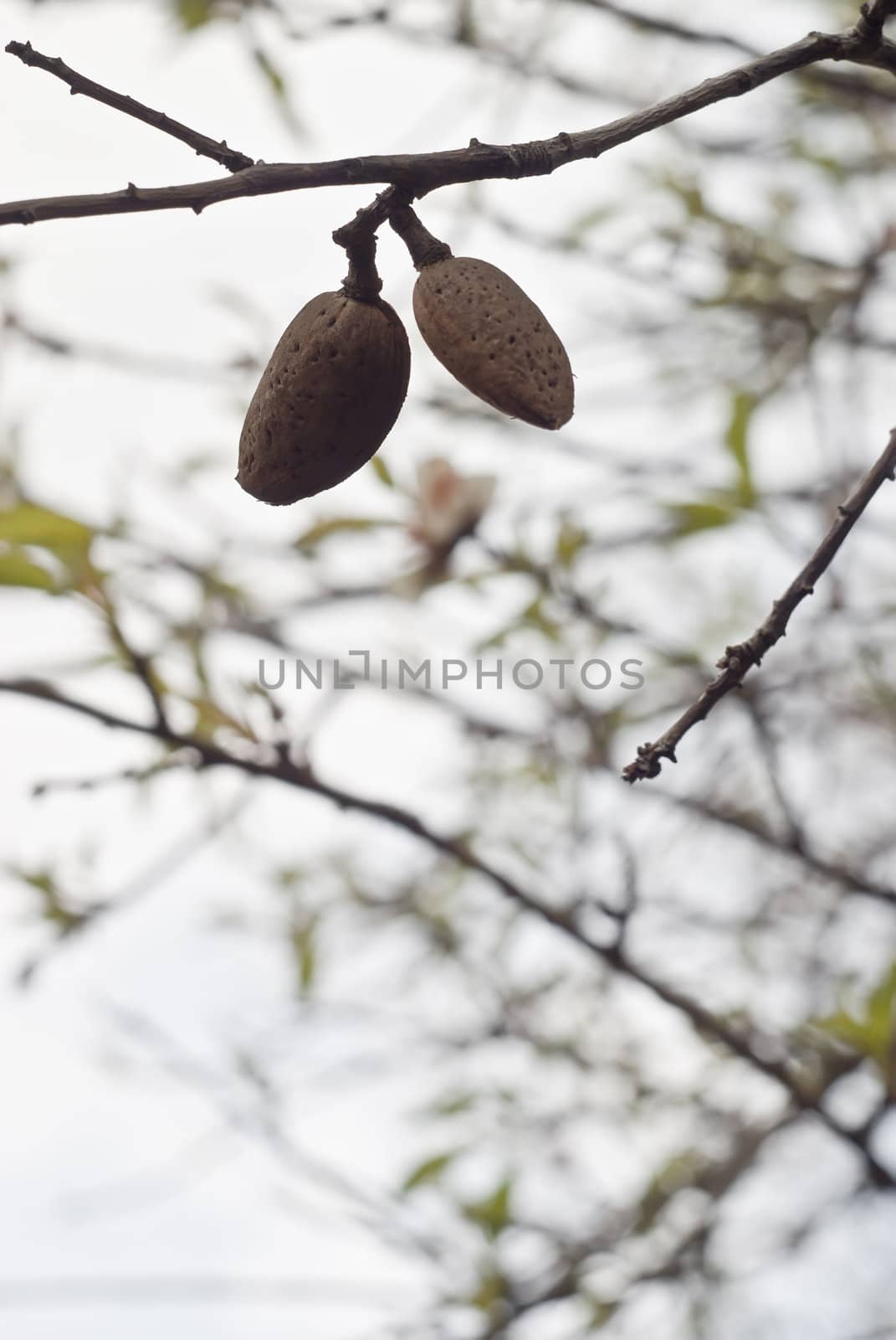 closeup of a branch of almond tree with fruits