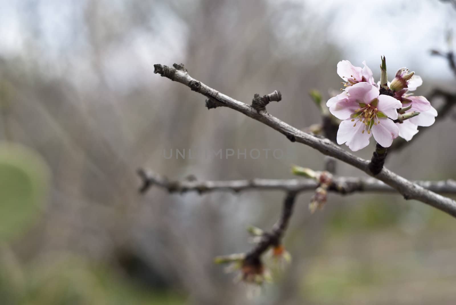 Almond tree with white pink flowers with branches by gandolfocannatella
