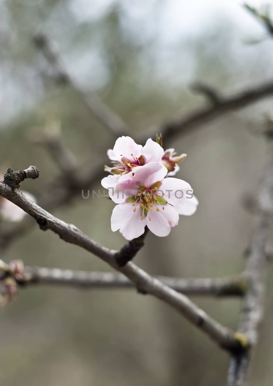 A closeup of an almond tree with white pink flowers with branches