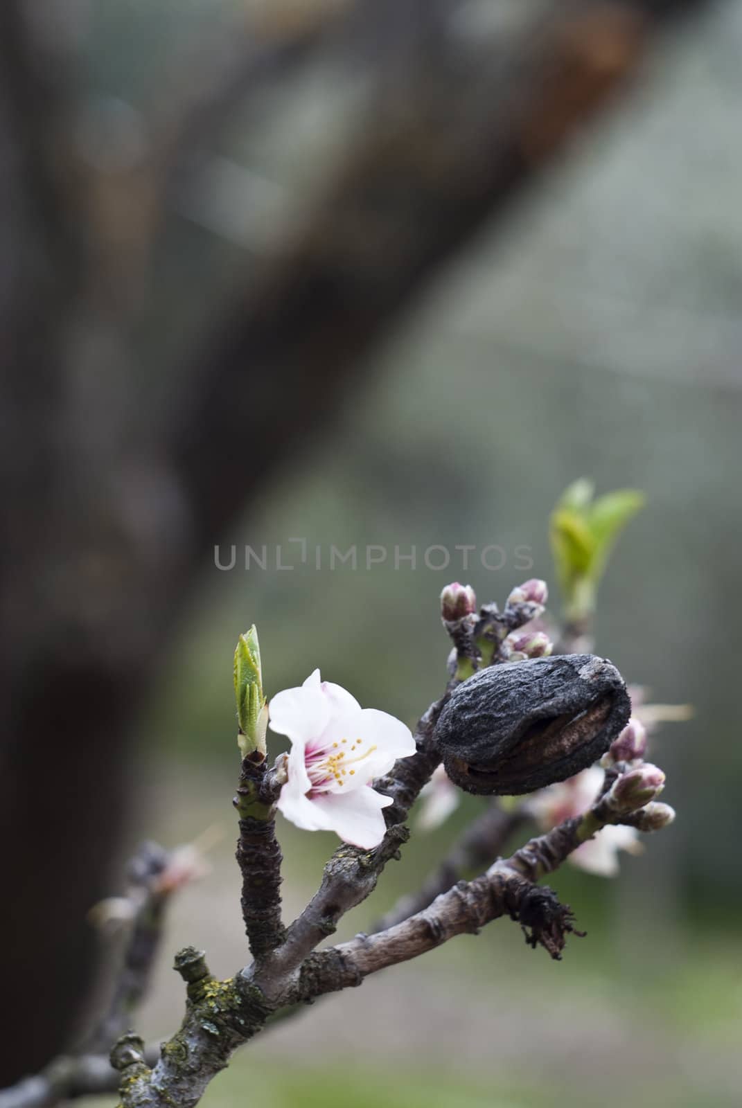 Almond tree by gandolfocannatella