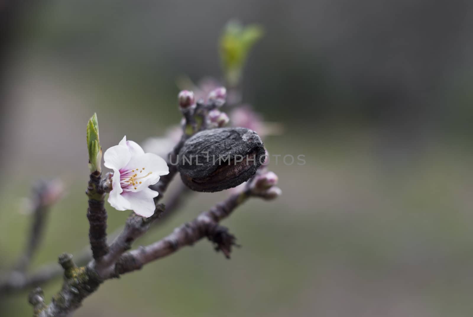 closeup of a branch of almond tree with fruits