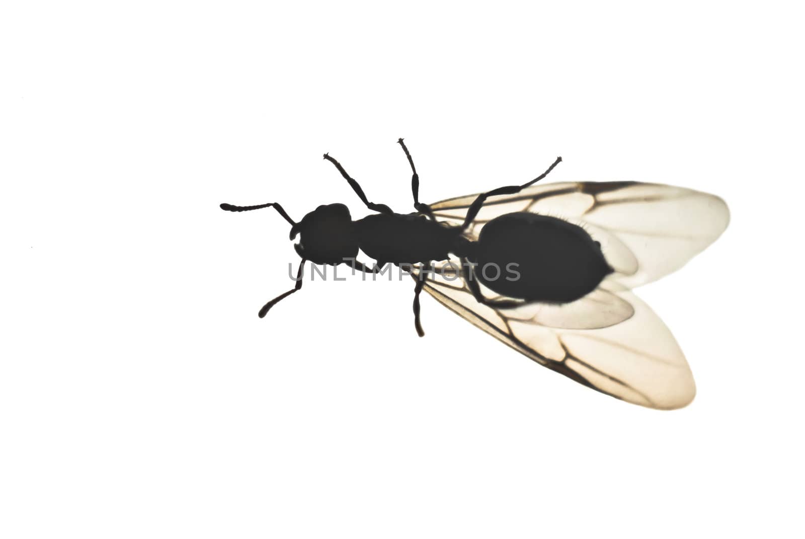 fly on white background by gandolfocannatella