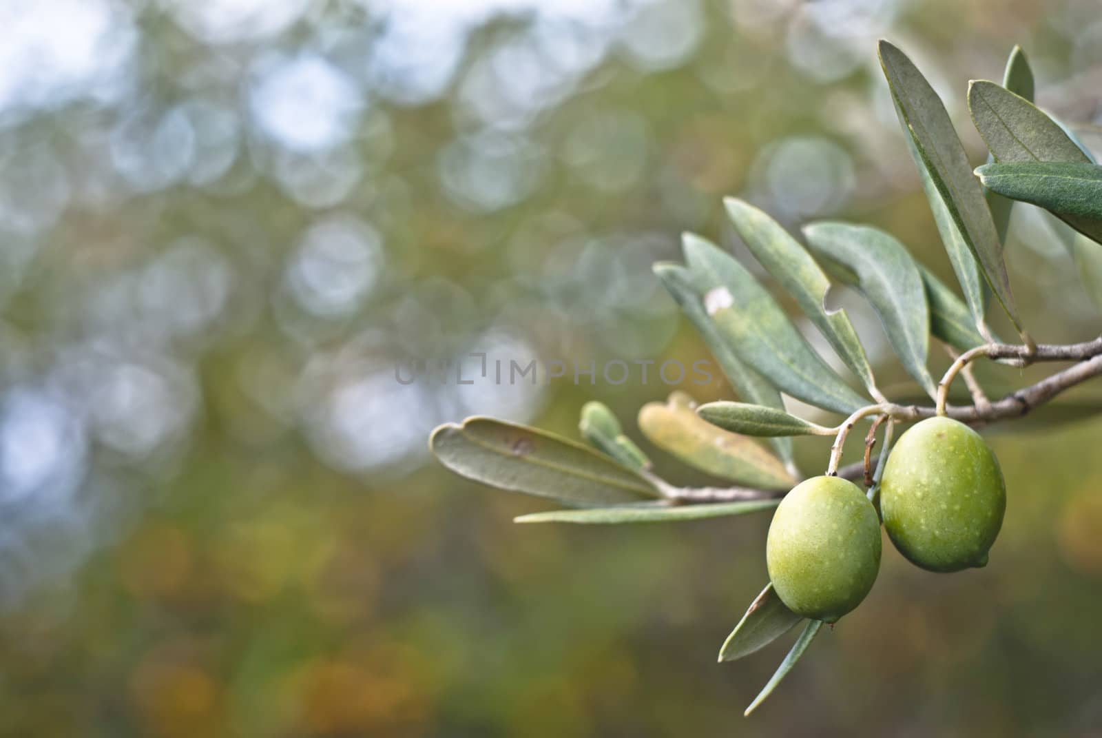 green olives on the tree. Selective Focus