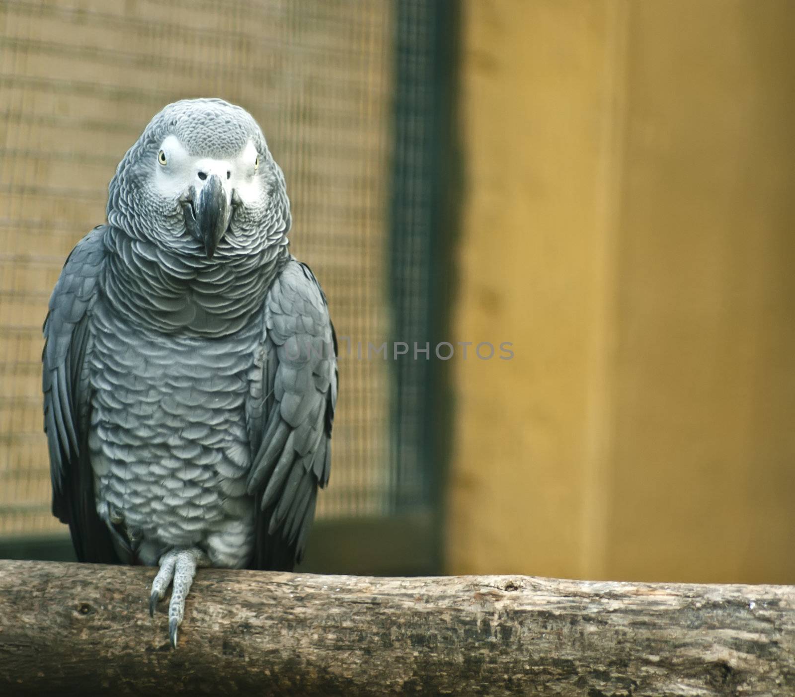 Grey parrot sitting on wood