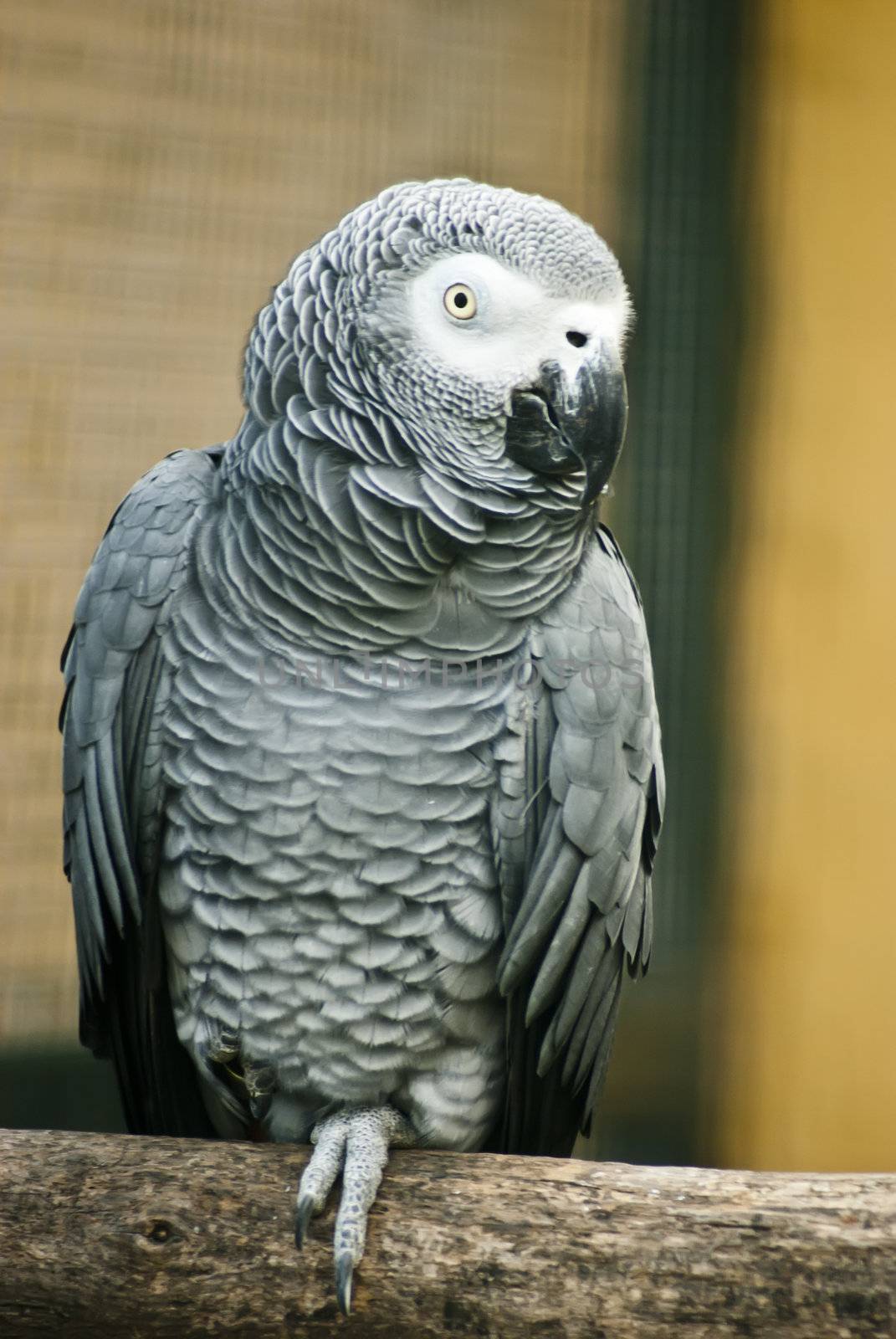 Grey parrot sitting on wood, closeup