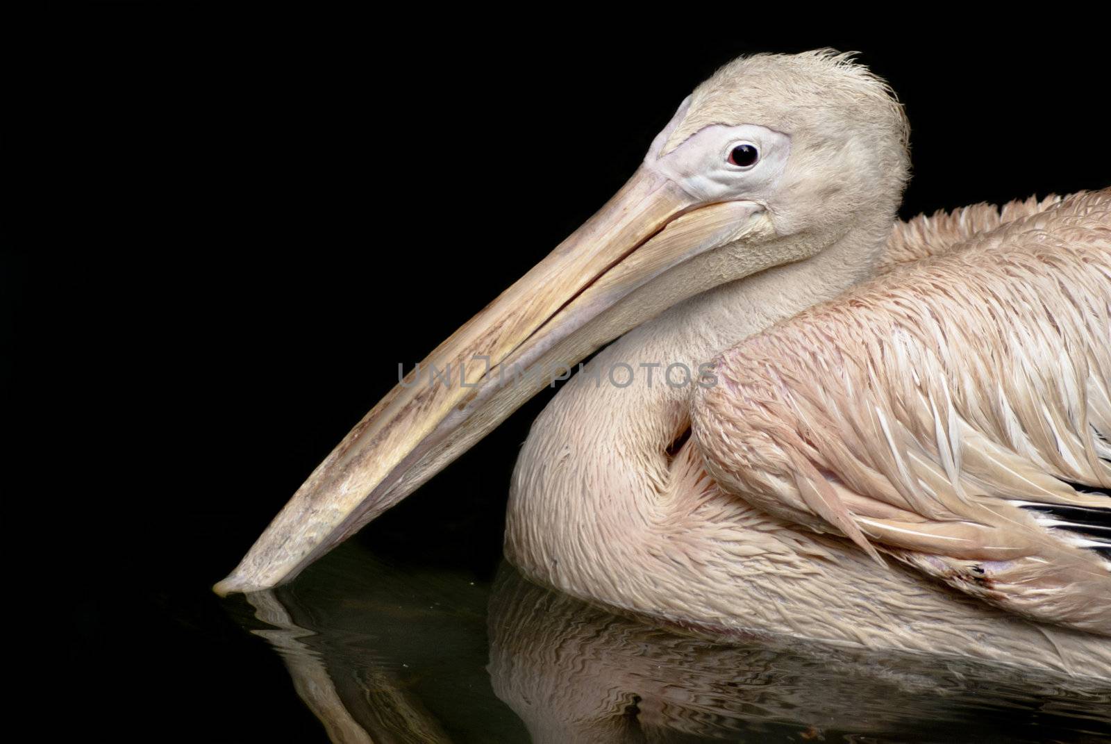 Portrait of a beautiful Rosy Pelican swimming in a lake