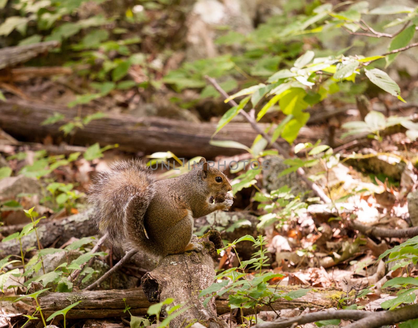Cute small baby squirrel on forest floor eating a pine cone