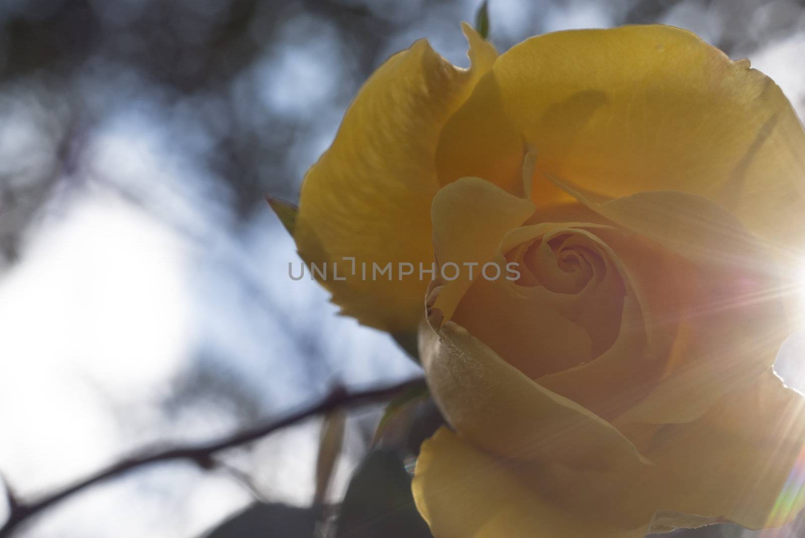 yellow rose with a ray of sunshine