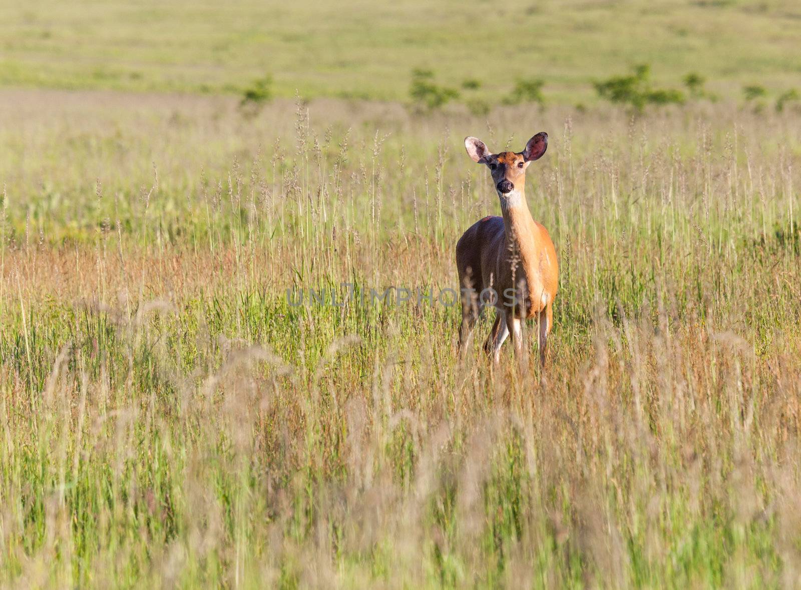 Big Meadow in the national park off Skyline Drive in Shenandoah valley Virginia is home to many white tailed deer