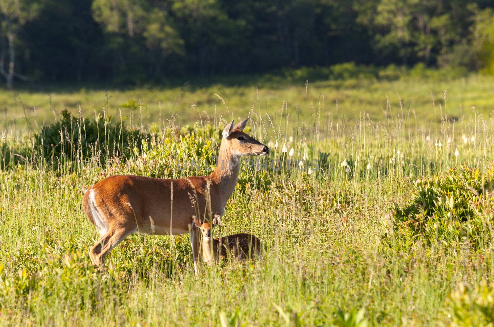 Big Meadow in the national park off Skyline Drive in Shenandoah valley Virginia is home to many white tailed deer