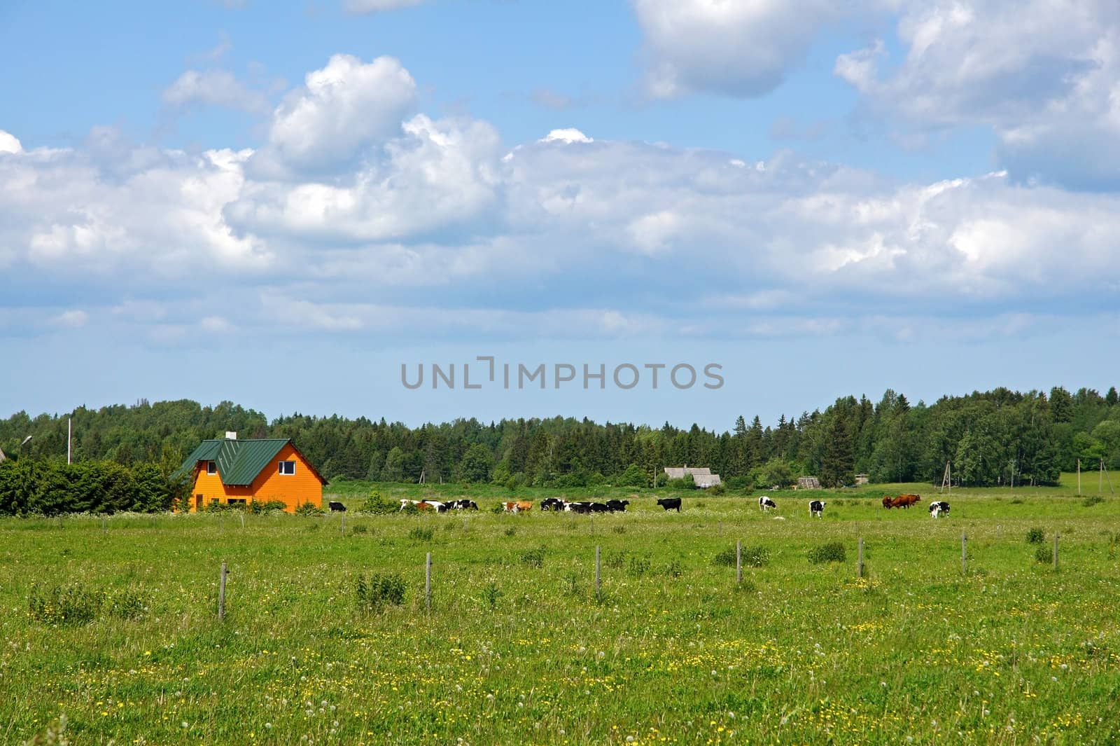 Cows grazing in a green pasture on sustainable small scale farm