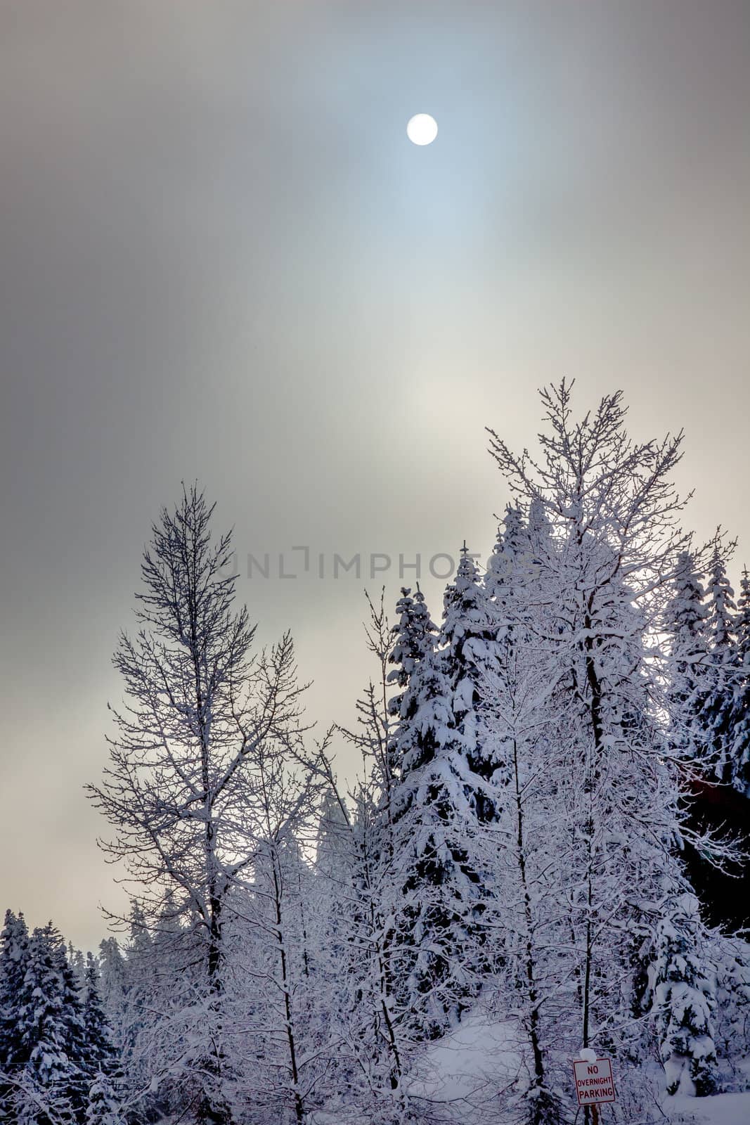 Sun Fog Snow Covered Trees on Snow Mountain at Snoqualme Pass Washington.