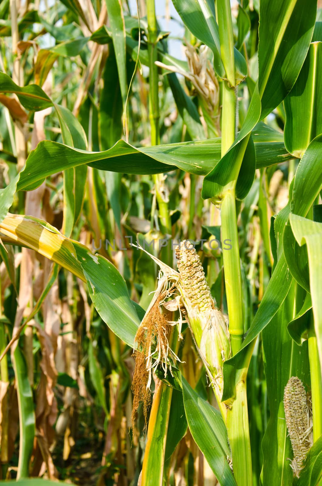 Damage of cornfield by chatchai