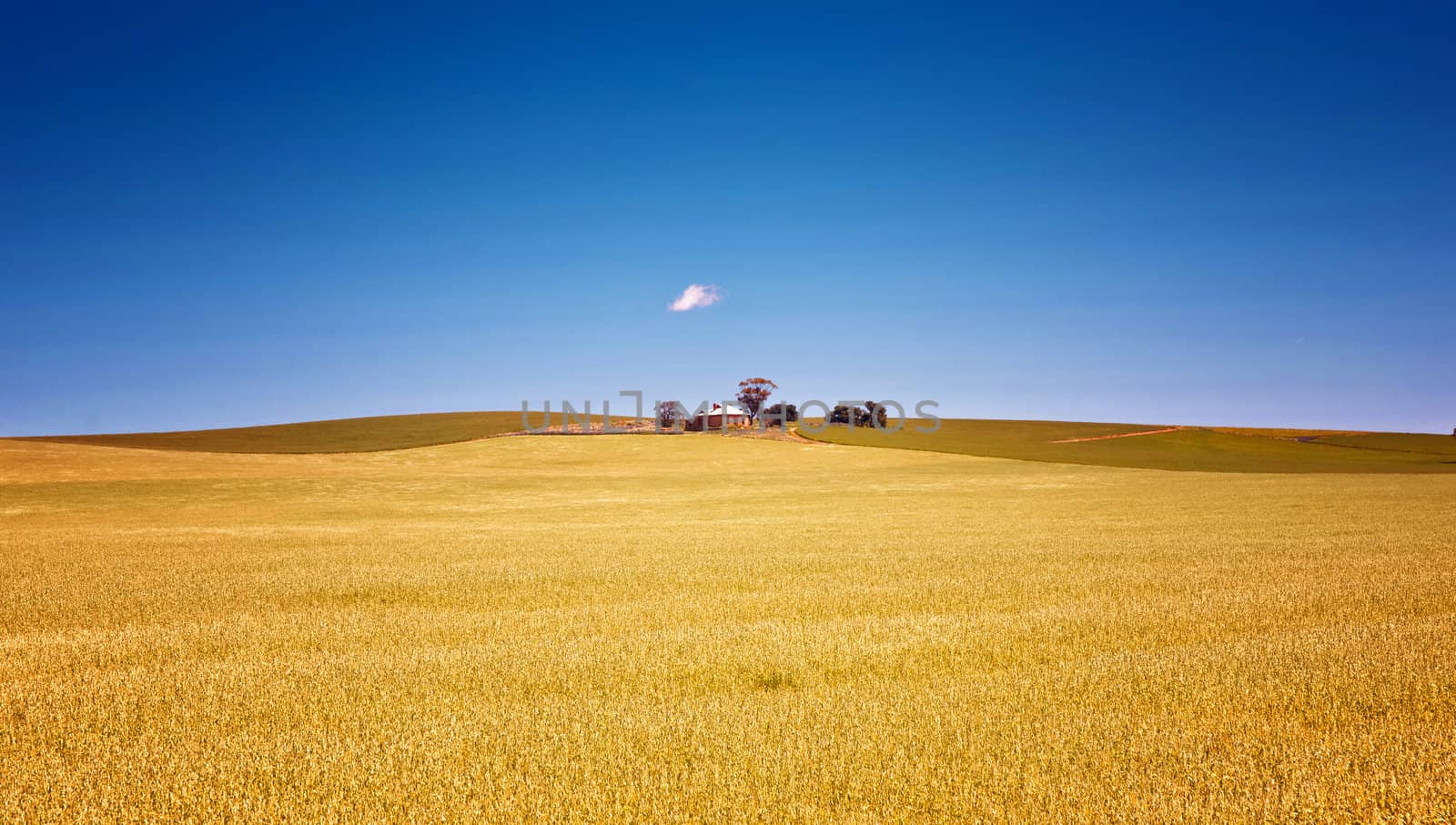 farm has fields of wheat  by clearviewstock