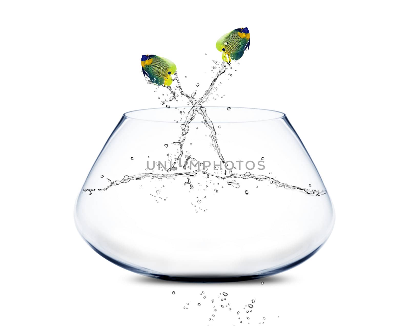 angelfish jumping and doing Acrobatic show by designsstock