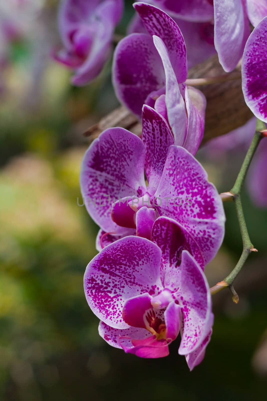 Beautiful orchid