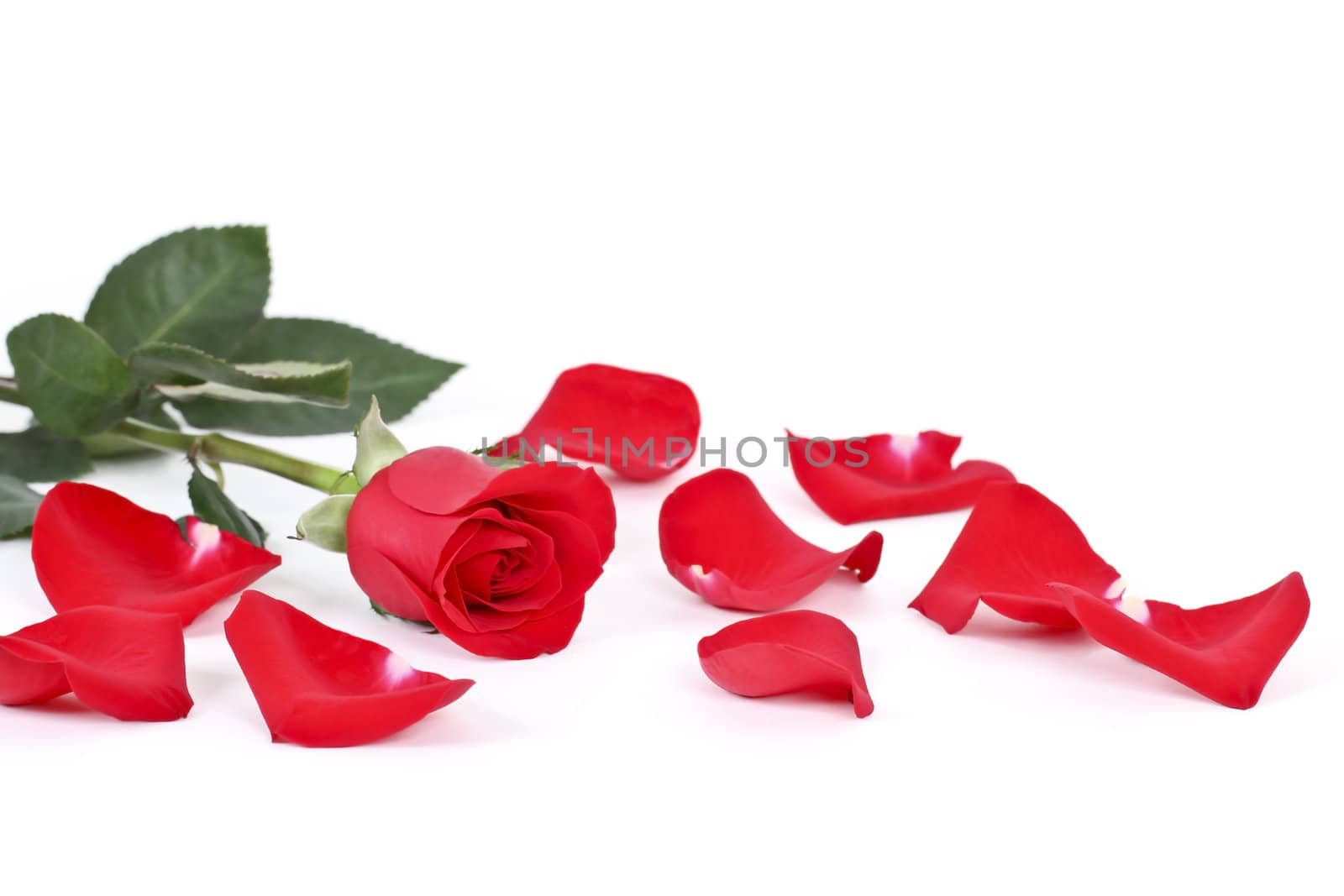 Red fresh rose and petals on white background