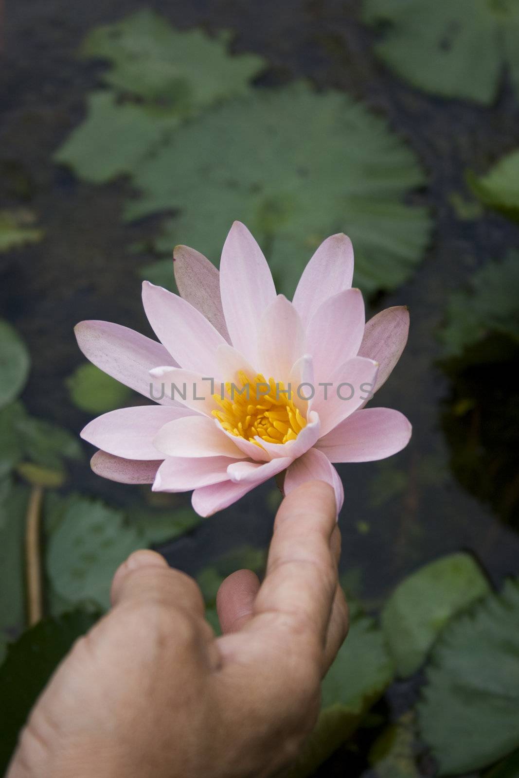 A hand holding a water lily.