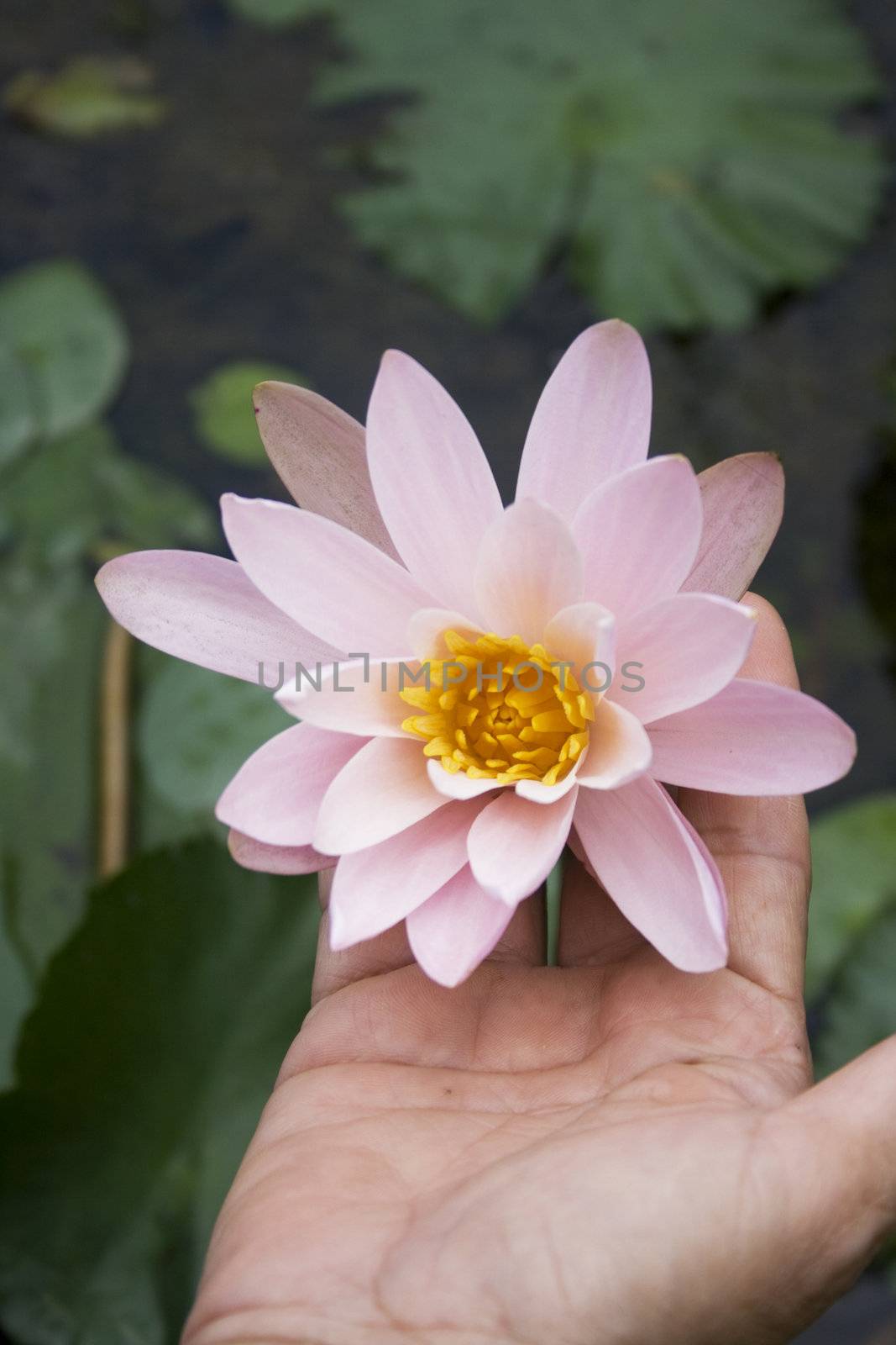 A hand holding a water lily.