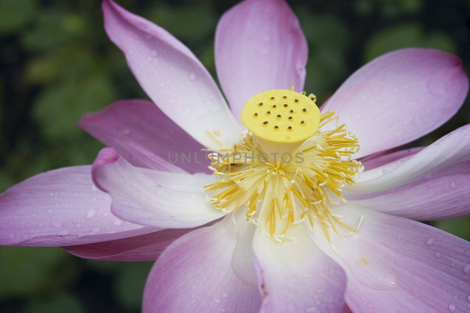 Close-up of a lotus with water drops. Lotus is a holistic sign in eastern religion.