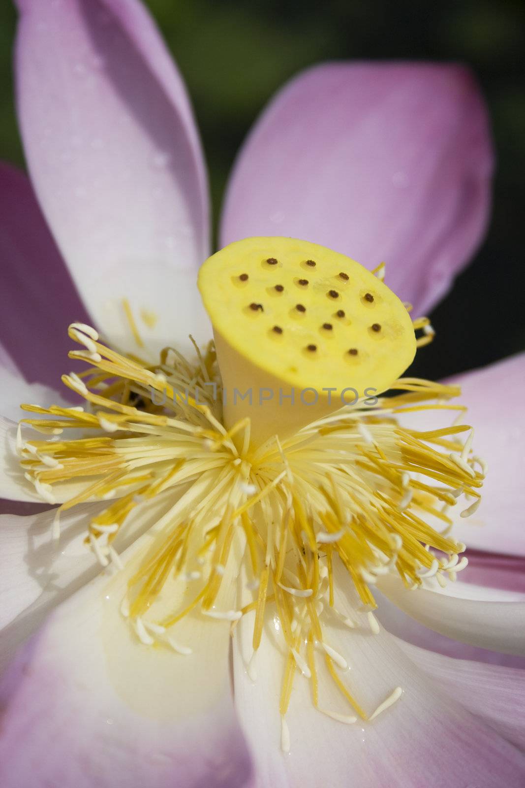Close-up of a lotus with water drops. Lotus is a holistic sign in eastern religion.
