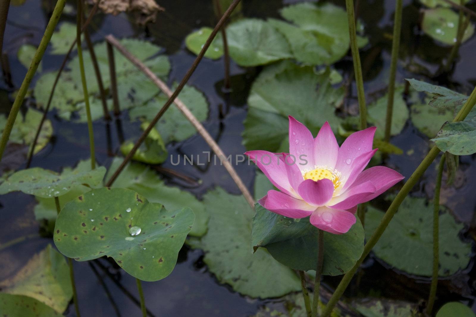 A Lotus with water drop found in a garden.