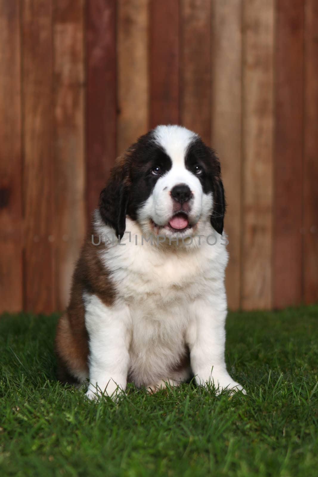 Adorable Saint Bernard Pups  by tobkatrina