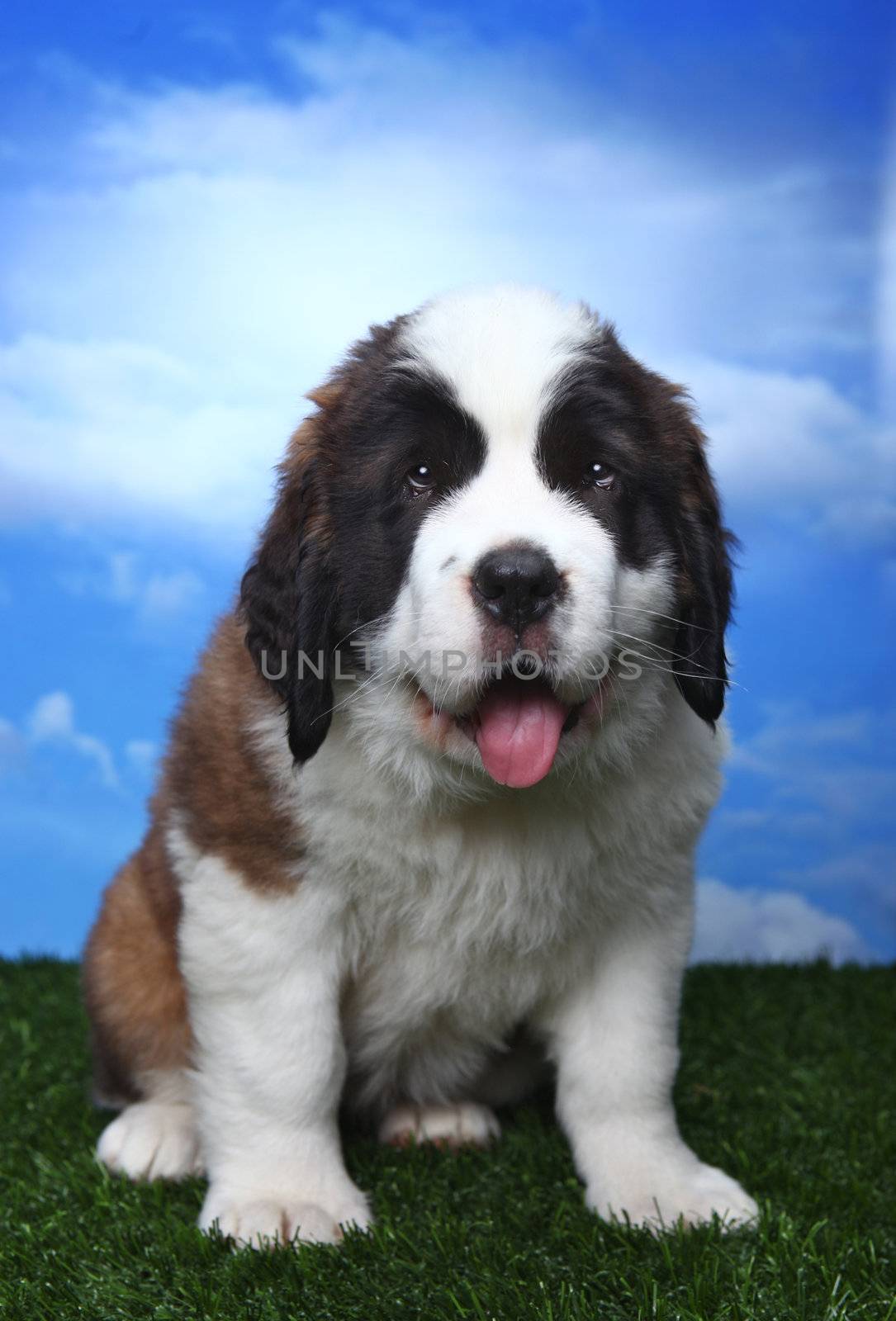 Adorable Saint Bernard Pups  by tobkatrina