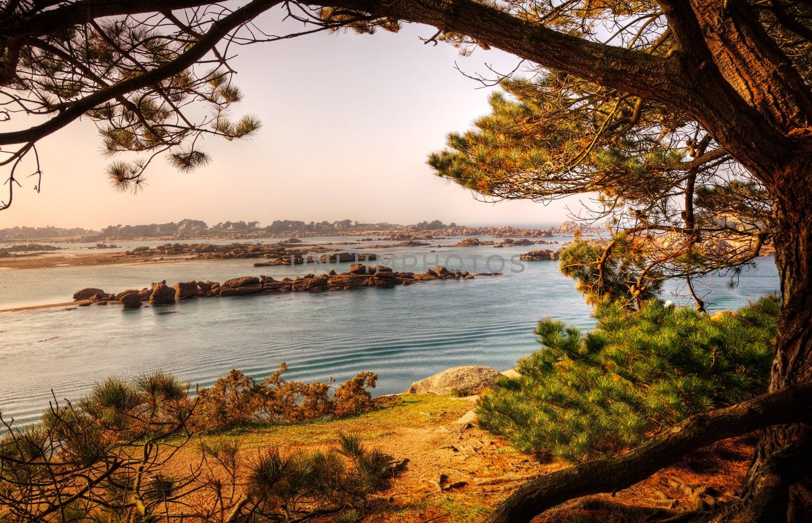 Nice late afternoon view from a shady forest of pine trees, over the sunny rocks of Pink Granite Coast in Brittany, in the northwest part of France.
