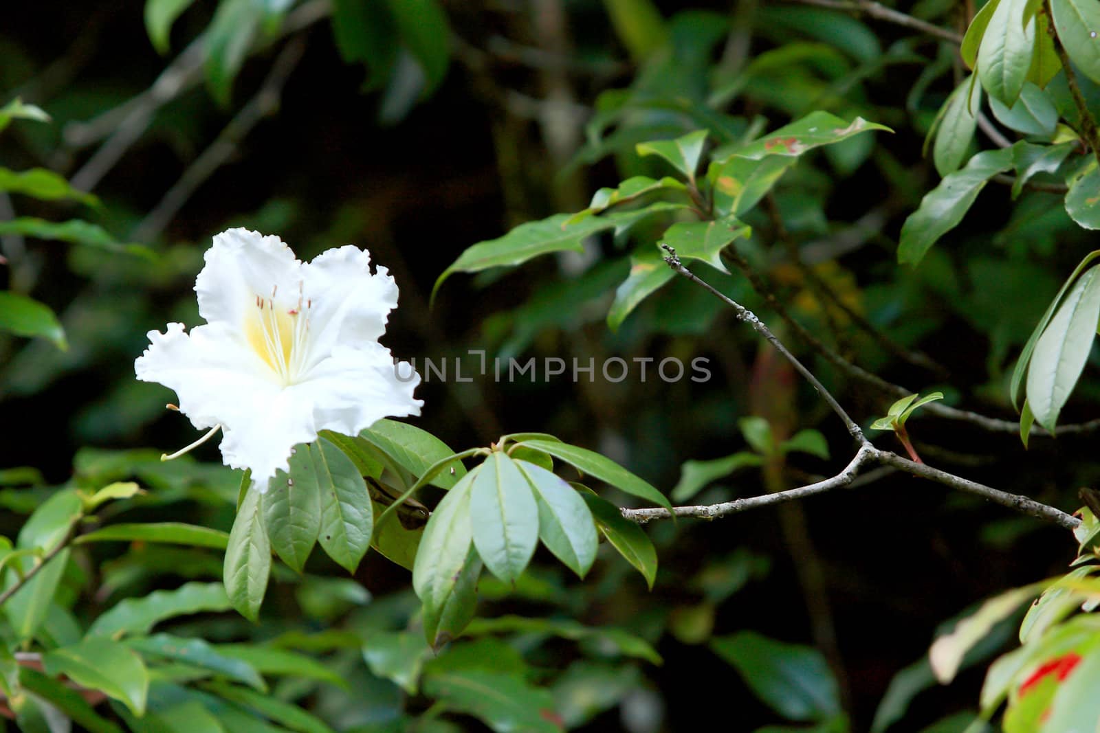 Rhododendron Persil - white flowering bush 
 by rufous
