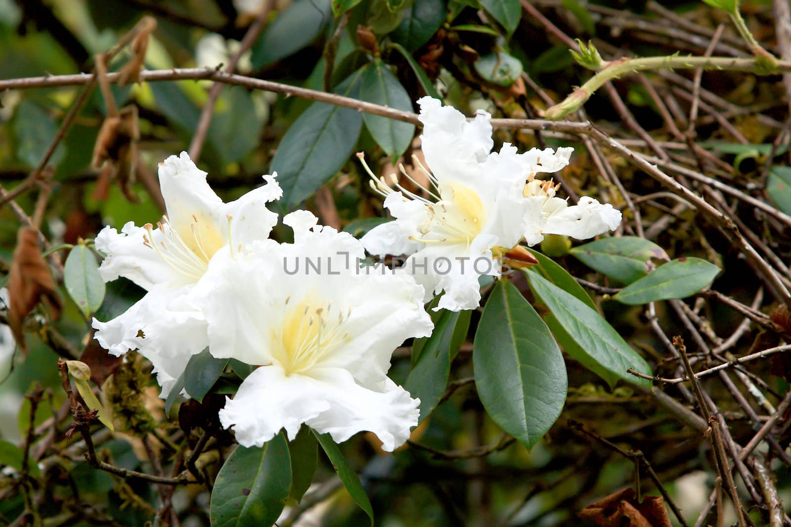 Rhododendron Persil - white flowering bush 
 by rufous