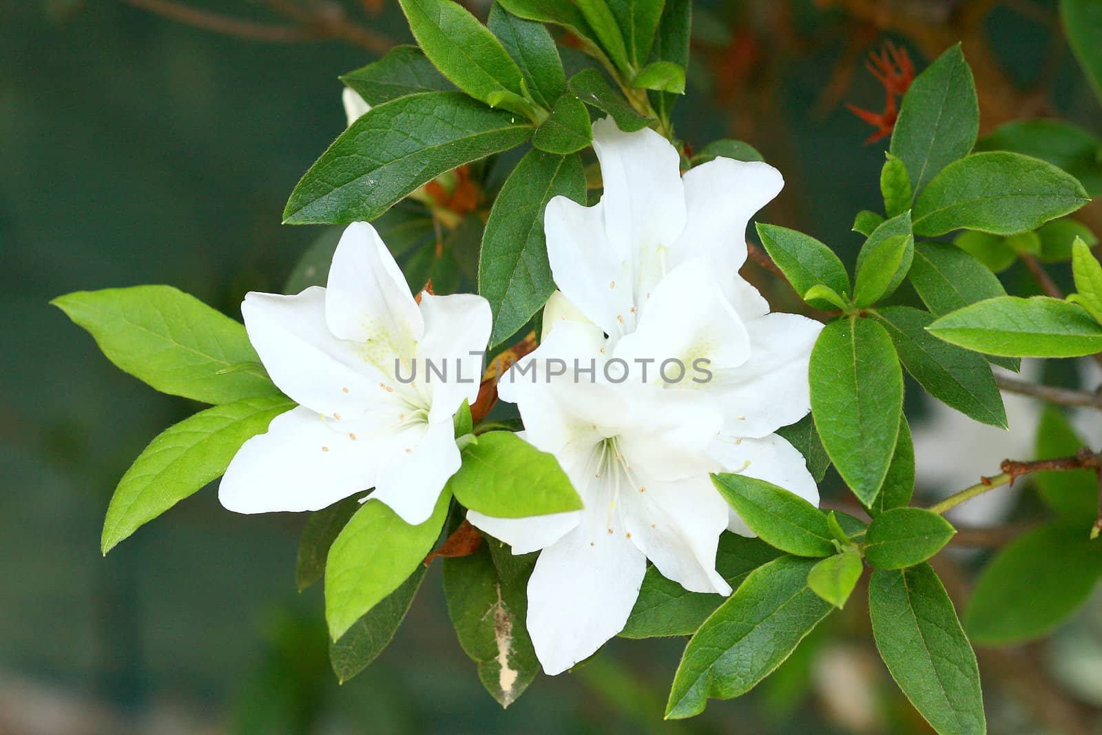 Rhododendron Persil - white flowering bush by rufous