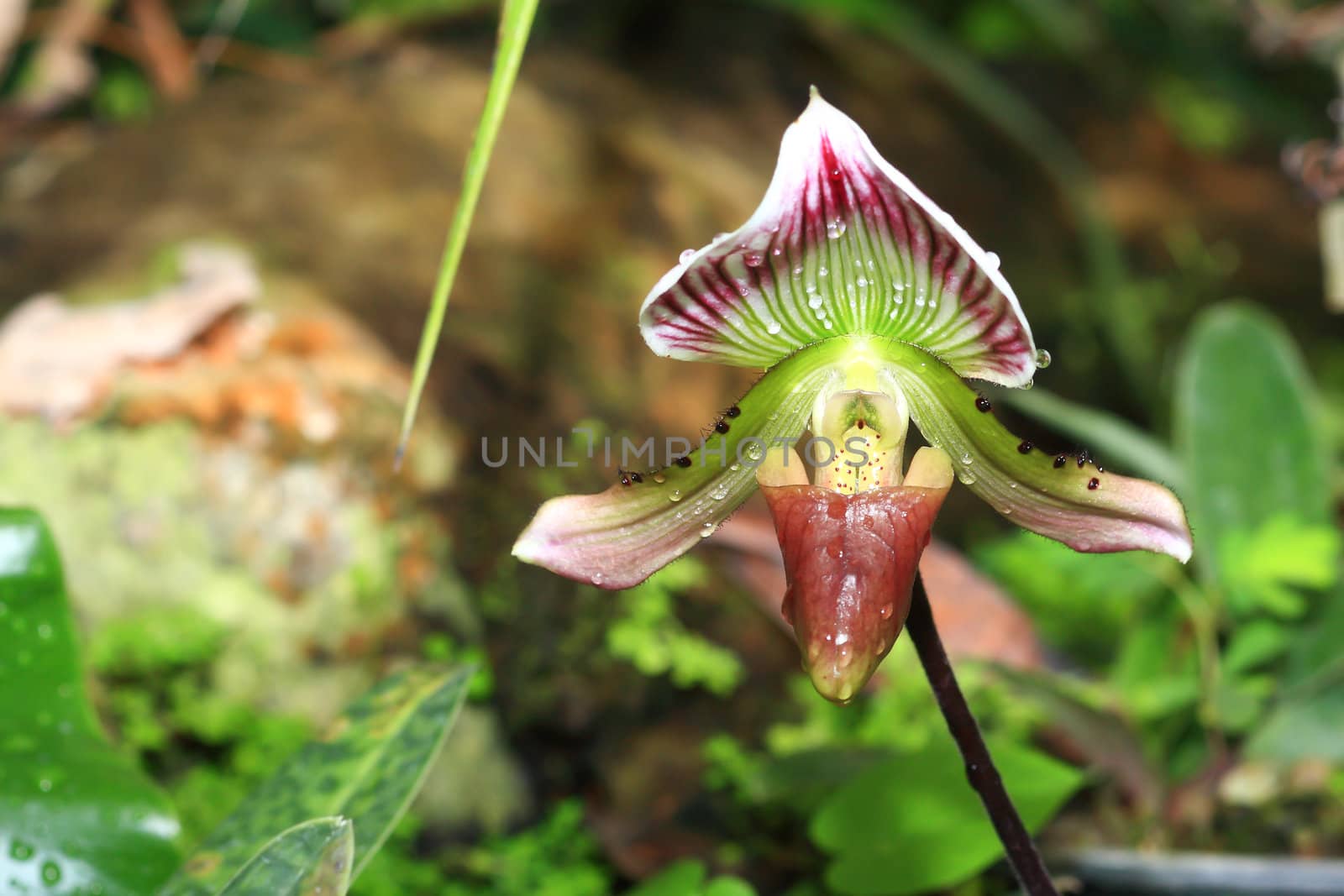 beautiful yellow orchid by rufous