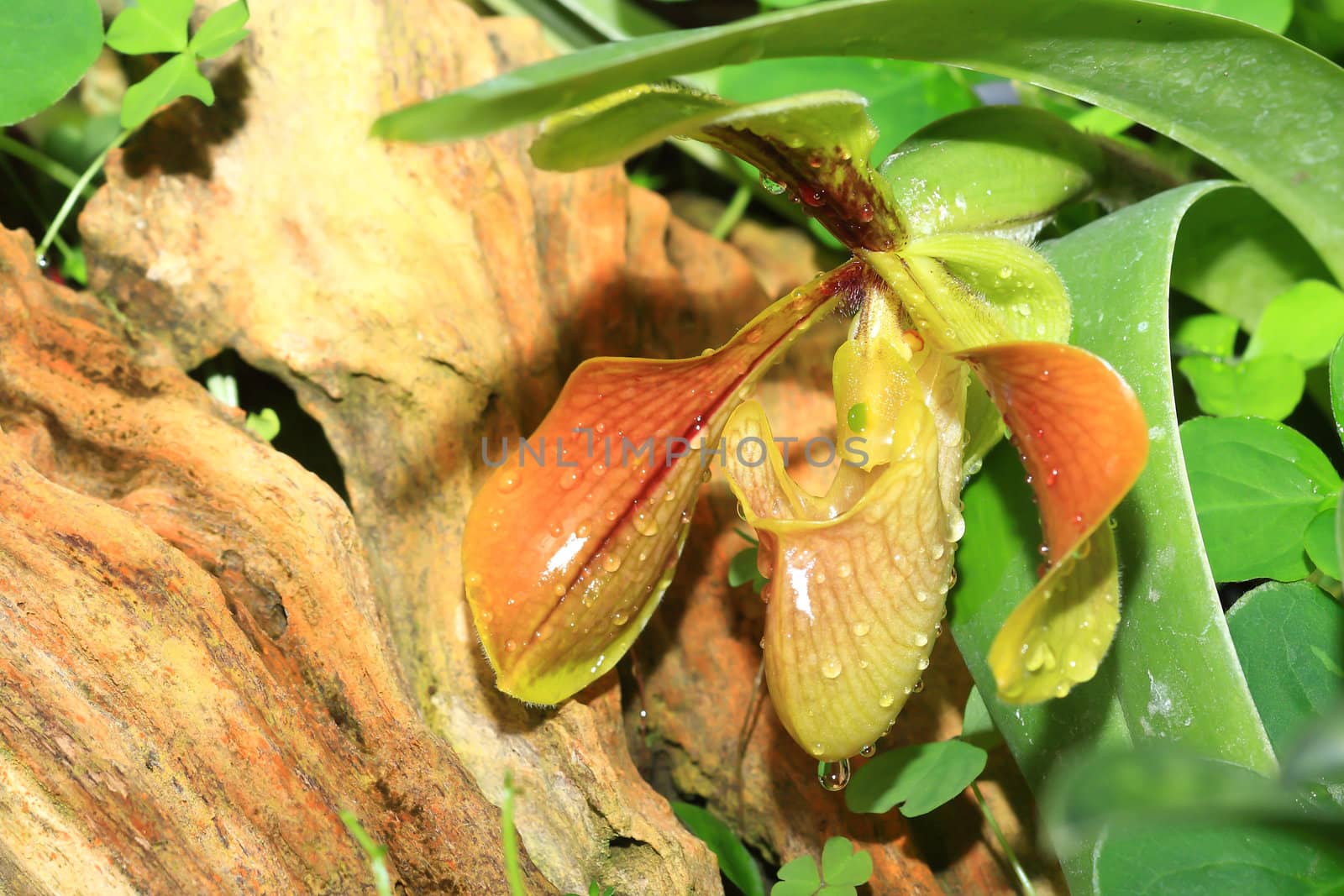 beautiful yellow orchid by rufous