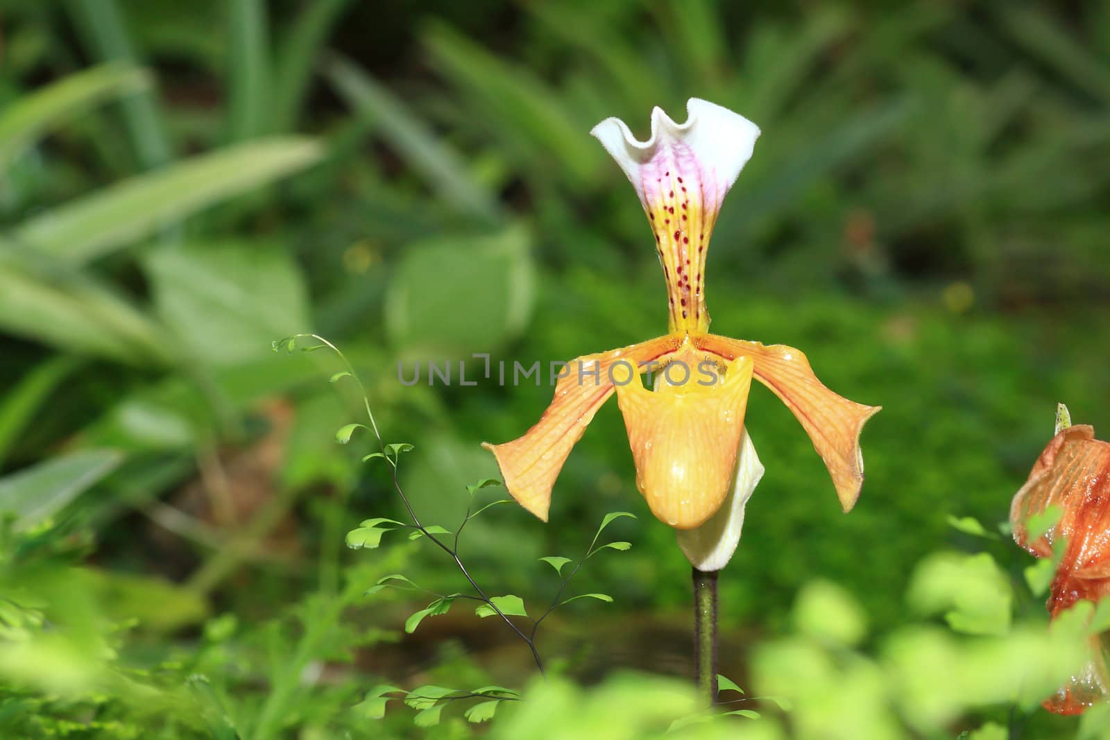 beautiful yellow orchid by rufous