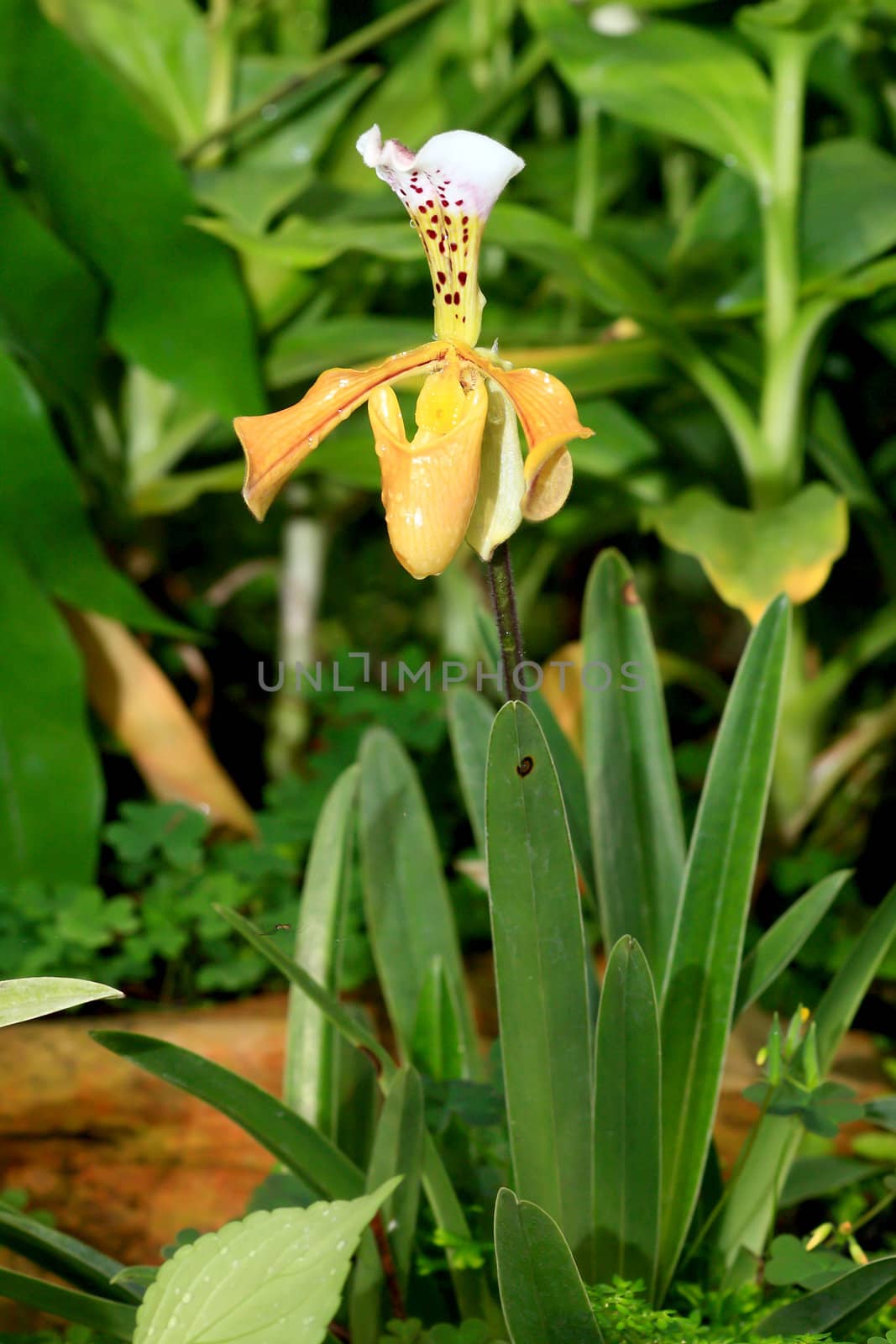 beautiful yellow orchid