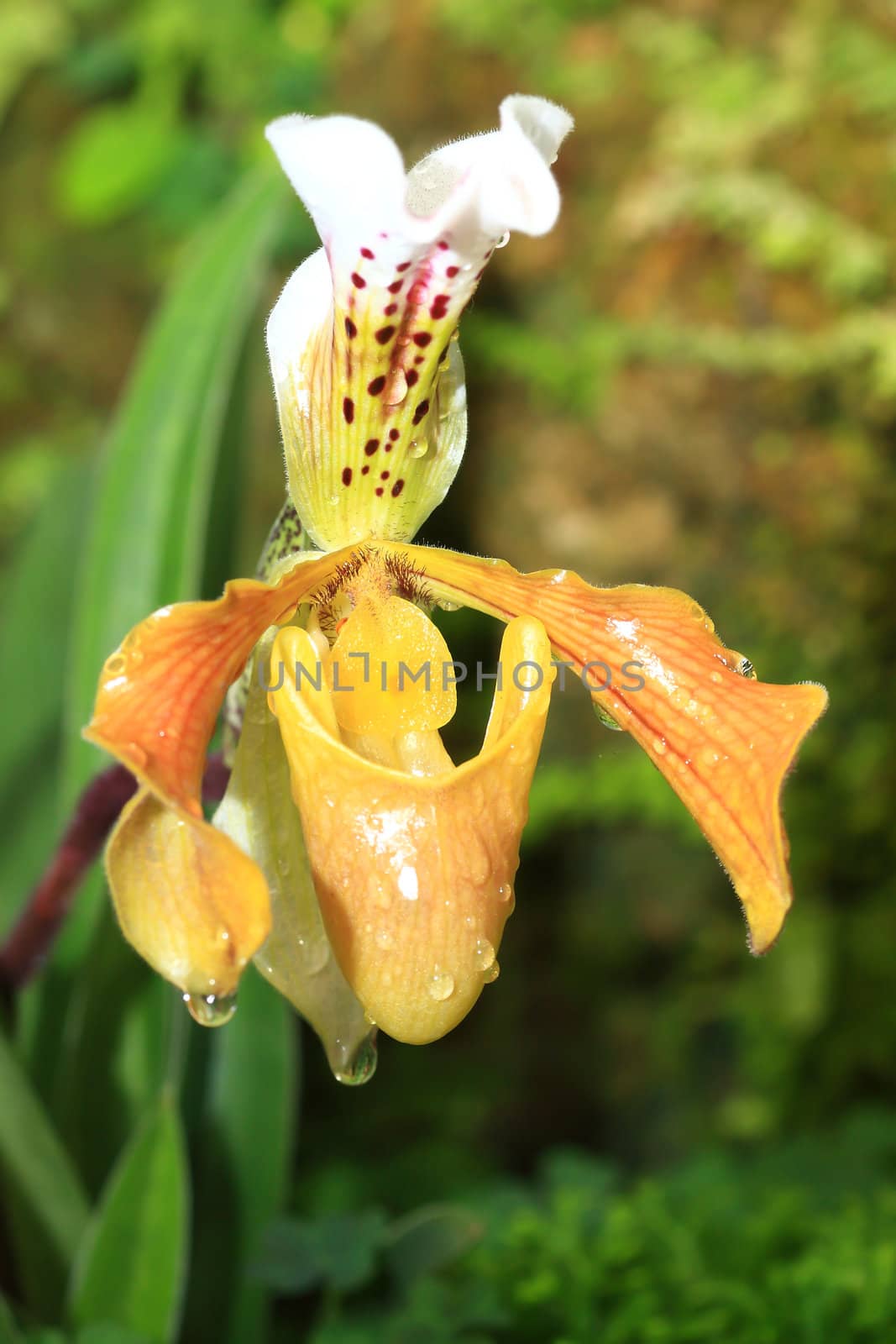 beautiful yellow orchid by rufous