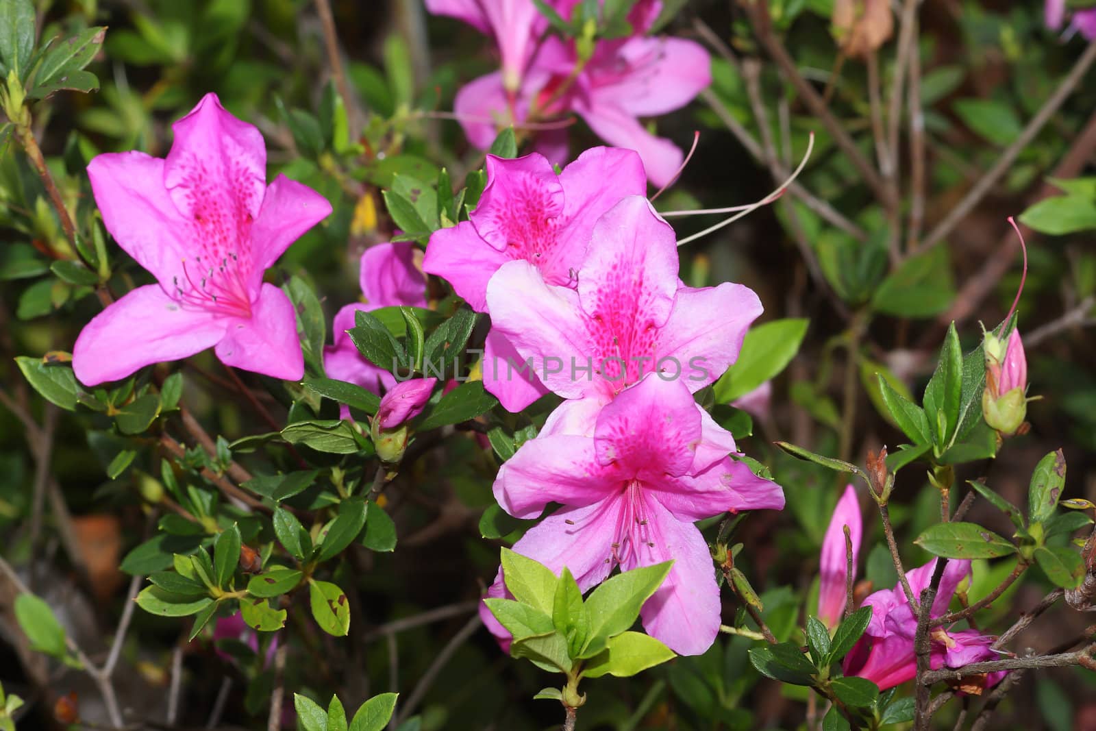 Blooming Pink Rhododendron (Azalea) selective focus 
 by rufous